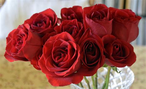 Combien Coute Une Rose Chez Un Fleuriste Offrir des roses blanches à l'unité - La Fontaine Fleurie